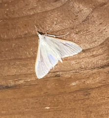Palpita vitrealis