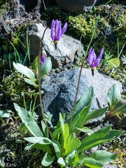 Primula jeffreyi