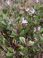 Ancylobothrys capensis