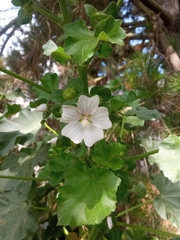 Malva arborea