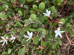 Ancylobothrys capensis