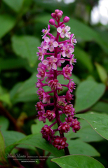 Phytolacca rugosa