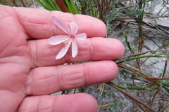 Juncus lomatophyllus