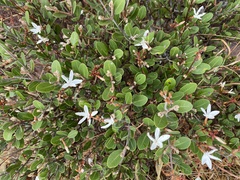 Ancylobothrys capensis