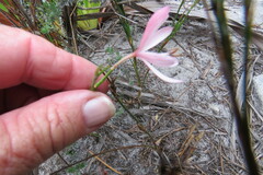 Juncus lomatophyllus