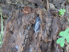 Porcellio hoffmannseggii