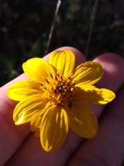 Bahiopsis triangularis