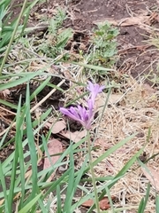 Tulbaghia