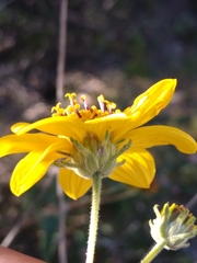 Bahiopsis triangularis