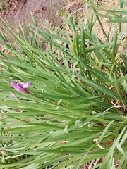 Tulbaghia