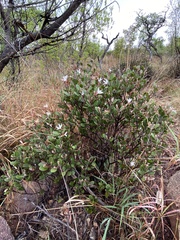 Ancylobothrys capensis