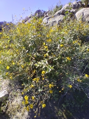 Bahiopsis triangularis