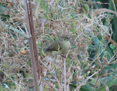 Phylloscopus collybita