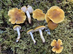 Tricholoma fumosoluteum
