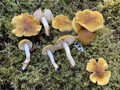 Tricholoma fumosoluteum