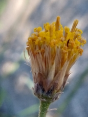 Bebbia juncea aspera