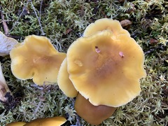 Tricholoma fumosoluteum