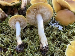 Tricholoma fumosoluteum