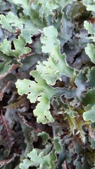 Pseudocyphellaria