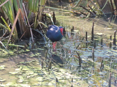 Porphyrio porphyrio