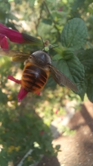 Xylocopa tabaniformis azteca