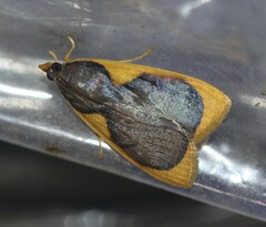 Prooedema inscisalis