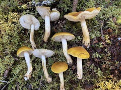 Tricholoma fumosoluteum