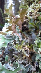 Pseudocyphellaria
