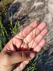 Bebbia juncea aspera