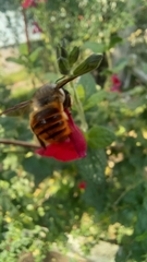 Xylocopa tabaniformis azteca