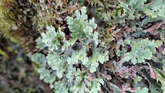 Pseudocyphellaria