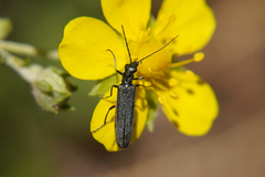 Oedemeridae