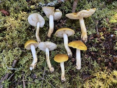 Tricholoma fumosoluteum