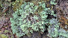 Pseudocyphellaria