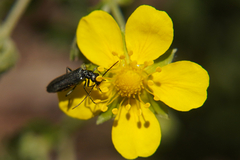 Oedemeridae