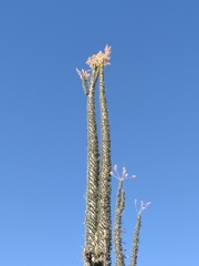 Fouquieria columnaris