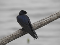Hirundo albigularis
