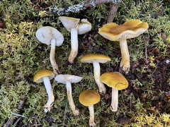 Tricholoma fumosoluteum