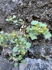 Perityle rupestris rupestris