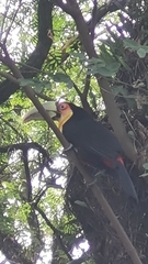 Ramphastos dicolorus
