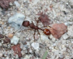 Manica