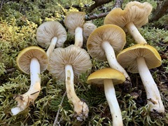 Tricholoma fumosoluteum