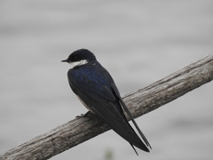 Hirundo albigularis