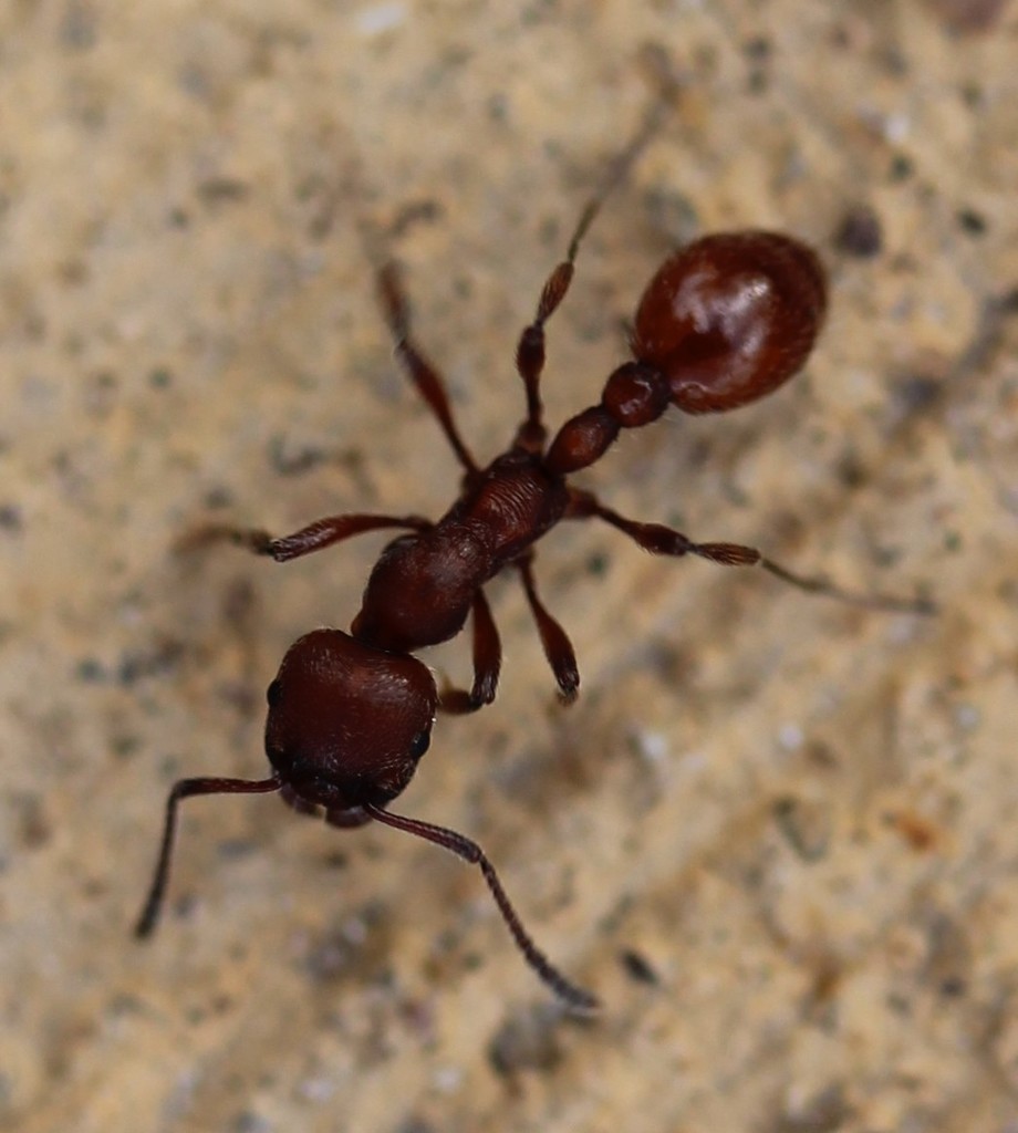 Myrmicini
