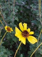 Encelia asperifolia