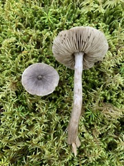Tricholoma atrodiscus