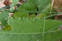 Cirsium monspessulanum