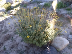 Encelia asperifolia