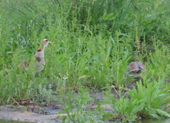 Alopochen aegyptiaca