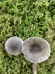 Tricholoma atrodiscus
